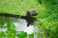 Ubbink Spuitfiguur Schildpad-2