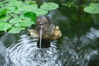 Ubbink Drijvende spuitfiguur Otter op boomstam-2