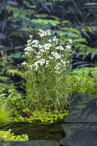 Sneeuwbal plantje / Achillea Ptarmica