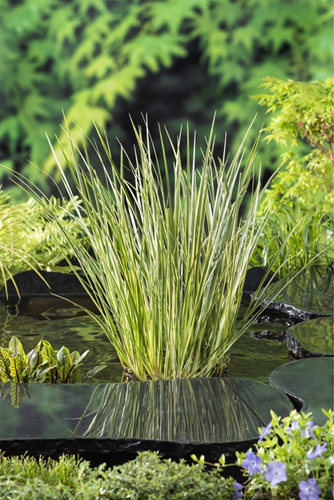 Mini bonte kalmoes / Acorus calamus gramineus