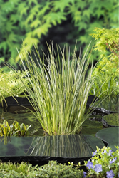 Kalmoes klaar in vijvermand / Acorus calamus Gramineus