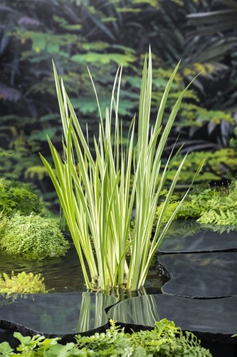 Bonte kalmoes / Acorus calamus Variegata