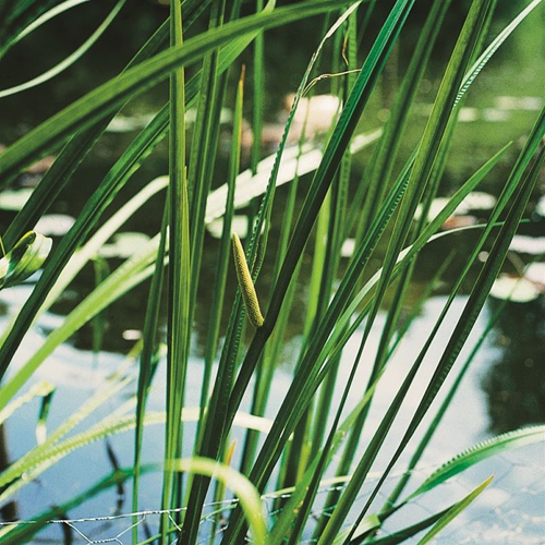  Kalmoes / Acorus calamus