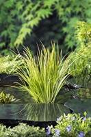 Kalmoes / Acorus gramineus Ogon