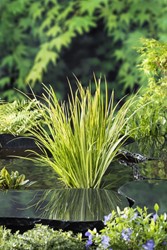 Kalmoes / Acorus gramineus Ogon