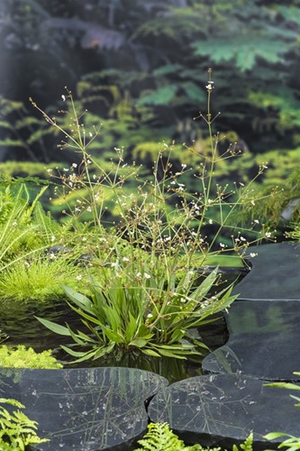 Smalbladige Waterweegbree / Alisma lanceolata
