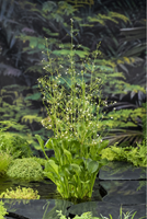  Amerikaanse Waterweegbree / Alisma Parviflora