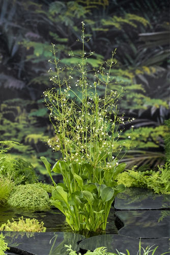  Amerikaanse Waterweegbree / Alisma Parviflora