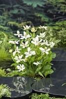 Water anemoon / Anemopsis californica