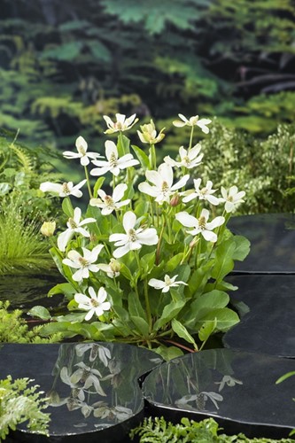 Water anemoon / Anemopsis californica
