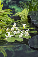 Kaapse waterlelie / Aponogeton distachyos