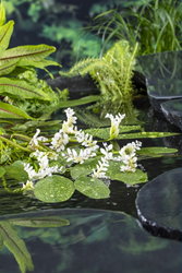 Kaapse waterlelie / Aponogeton distachyos