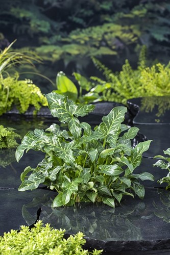 Italiaanse Aronskelk / Arum italicum