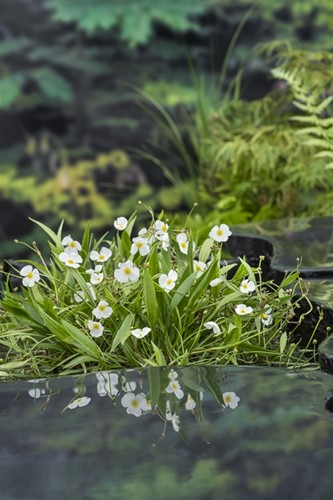 Stijve moeras weegbree / Baldellia ranunculoides