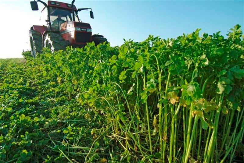 10 voordelen om een groenbemester te zaaien