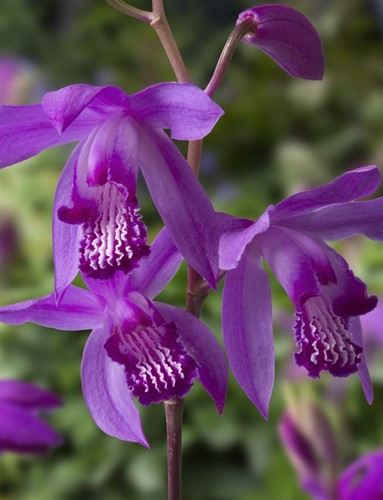 Beekpunge/Veronica Beccabunga