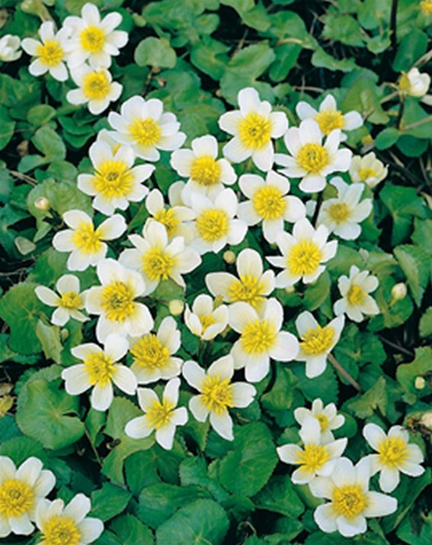 Witte dotterbloem / Caltha Palustris Alba