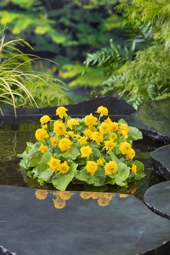  Dubbele dotterbloem / Caltha palustris 'Multiplex'