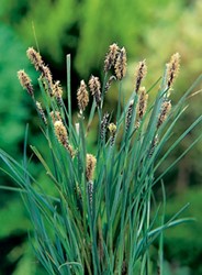 Blauwe zegge / Carex panacea