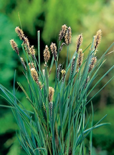 Blauwe zegge / Carex panacea
