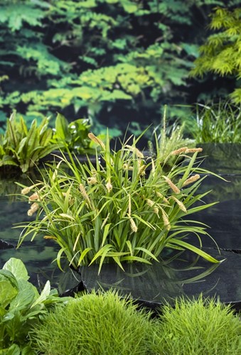 Hangende zegge / Carex Pendula