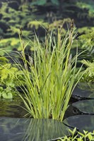 Oeverzegge / Carex riparia-2