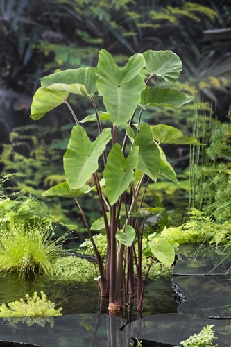 Groene Taro / Colocasia esculenta