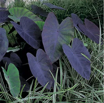Zwarte Taro / Colocasia rubra 'Black Magic'