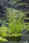 Lang Cypergras / Cyperus longus