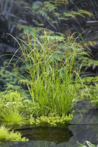 Lang Cypergras / Cyperus longus