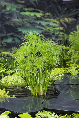 Papyrus plant in vijvermand / Cyperus percamenthus