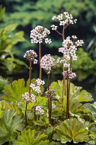 Schildblad / Darmera peltata