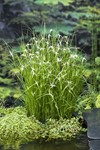 Star Grass / Dichromena colorata