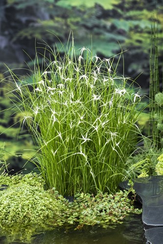 Star Grass / Dichromena colorata