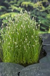 Waterbies / Eleocharis palustris