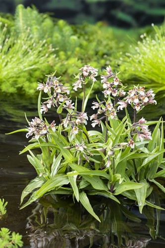 Moeraswespenorchis / Epipactis Palustris