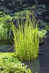 Holpijp / Equisetum fluviatile