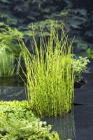 Holpijp / Equisetum fluviatile