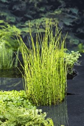 Holpijp / Equisetum fluviatile