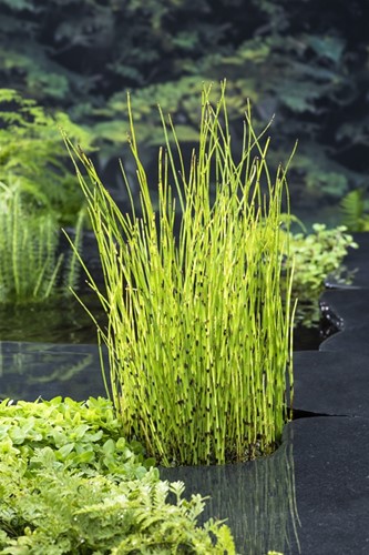 Holpijp / Equisetum fluviatile