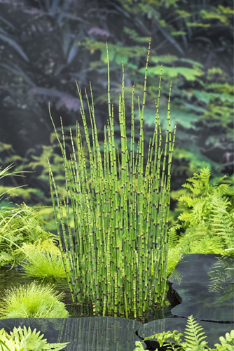 Japanse holpijp klaar in vijvermand / Equisetum japonicum