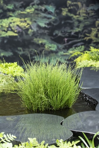 Dwegholpijp / Equisetum scirpoides