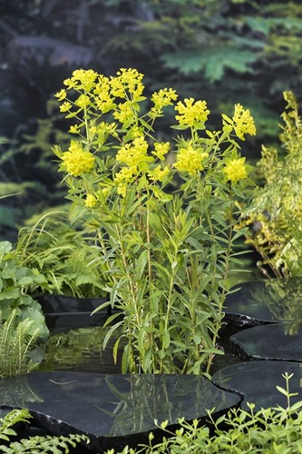 Moeraswolfsmelk / Euphorbia palustris