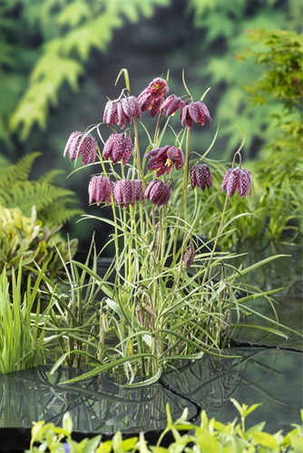  Kievitsbloem / Fritillaria meleagris