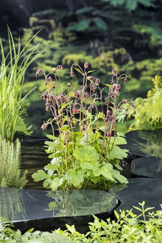 Knikkend nagelkruid / Geum rivale