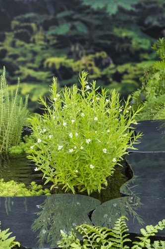 Genadekruid / Gratiola officinalis