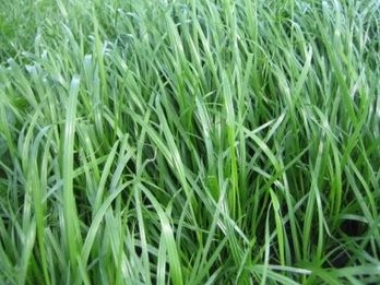 NW Greening XL Italian