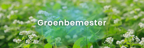 10 voordelen om een groenbemester te zaaien
