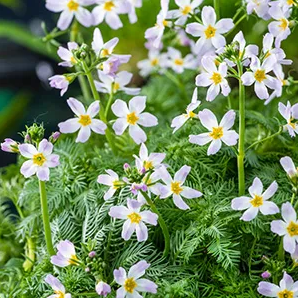Waterviolier klaar in vijvermand / Hottonia palustris 