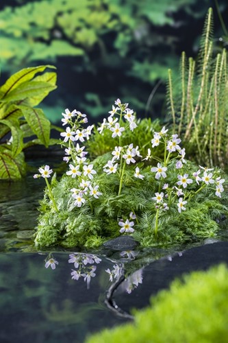 Waterviolier / Hottonia palustris